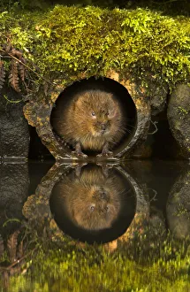 Water Vole (Arvicola amphibius) in a water pipe. Derbyshire, UK, March Water Vole (Arvicola amphibius) in a water pipe. Derbyshire, UK, March