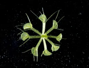 Waterwheel plant (Aldrovanda vesiculosa) a carnivorous aquatic plant with Mosquito larva Waterwheel plant (Aldrovanda vesiculosa) a carnivorous aquatic plant with Mosquito larva