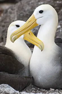 Waved albatross (Phoebastria irrorata) courting pair mutually grooming Waved albatross (Phoebastria irrorata) courting pair mutually grooming