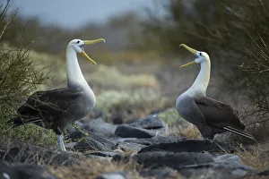 Waved albatross (Phoebastria irrorata) pair in courtship display at nest site, Punta Suarez Waved albatross (Phoebastria irrorata) pair in courtship display at nest site, Punta Suarez