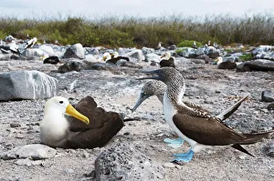 Waved Albatross (Phoebastria irrorata) and Blue-footed Booby (Sula nebouxii Waved Albatross (Phoebastria irrorata) and Blue-footed Booby (Sula nebouxii