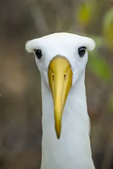 Waved albatross (Phoebastria irrorata) head portrait, Espanola Island, Galapagos Waved albatross (Phoebastria irrorata) head portrait, Espanola Island, Galapagos
