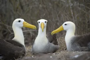 Waved albatross (Phoebastria irrorata) group of three on nest, Punta Suarez, Espanola Island Waved albatross (Phoebastria irrorata) group of three on nest, Punta Suarez, Espanola Island