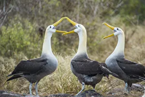 Waved albatrosses (Phoebastria irrorata) courting, Punta Suarez, Espanola Island Waved albatrosses (Phoebastria irrorata) courting, Punta Suarez, Espanola Island
