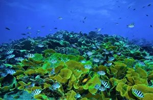 Hard Coral Species Prints: Waves breaking over a shallow reef with hard