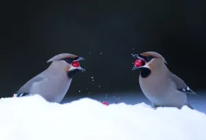 Waxwings (Bombycilla garrulus), in snow. Finland, March Waxwings (Bombycilla garrulus), in snow. Finland, March