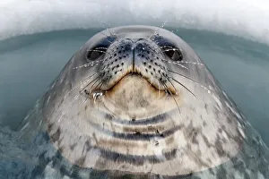 Weddell seal (Leptonychotes weddellii) male surfacing in ice hole, McMurdo Sound Weddell seal (Leptonychotes weddellii) male surfacing in ice hole, McMurdo Sound