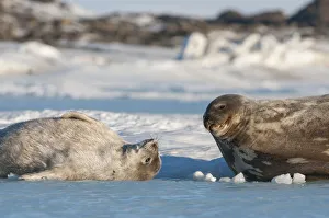 Weddell seal (Leptonychotes weddellii) mother and pup, Prydz Bay, near Davis Station Weddell seal (Leptonychotes weddellii) mother and pup, Prydz Bay, near Davis Station