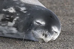 Weddell seal (Leptonychotes weddellii) sleeping, Deception Island, Antarctica Peninsula Weddell seal (Leptonychotes weddellii) sleeping, Deception Island, Antarctica Peninsula