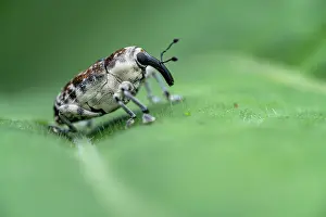 Central America Wildlife Images Prints: Weevil (Peridinetus ecuadoricus) resting on a leaf, Limon, Costa Rica