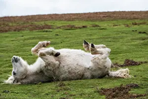 Western European Horses Prints: Welsh Mountain pony rolling on its back, Garway Hill, Herefordshire, England, UK. November