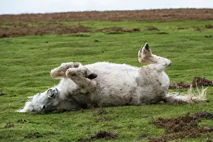 Welsh Mountain Pony Print: Rolling on its Back, Garway Hill