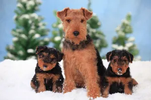 Welsh Terrier, bitch with puppies aged 8 weeks in snowy scene Welsh Terrier, bitch with puppies aged 8 weeks in snowy scene