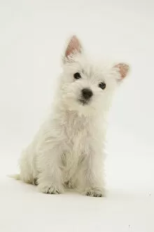 Images Dated 11th August 2005: West Highland White Terrier sitting