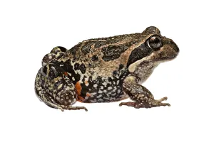 Western banjo frog (Limnodynastes dorsalis) William Bay National Park, Western Australia Western banjo frog (Limnodynastes dorsalis) William Bay National Park, Western Australia