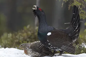 Western capercaillie (Tetrao urogallus) male calling at lek, with female, Tver, Russia Western capercaillie (Tetrao urogallus) male calling at lek, with female, Tver, Russia