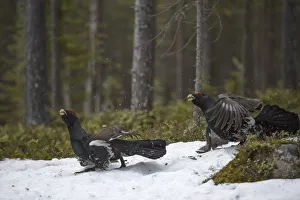 Western capercaillie (Tetrao urogallus) males at a lek, Tver, Russia. May Western capercaillie (Tetrao urogallus) males at a lek, Tver, Russia. May