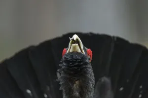 Western capercaillie (Tetrao urogallus) Tver, Russia. May Western capercaillie (Tetrao urogallus) Tver, Russia. May