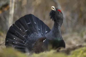 Western capercaillie (Tetrao urogallus) Tver, Russia. May Western capercaillie (Tetrao urogallus) Tver, Russia. May