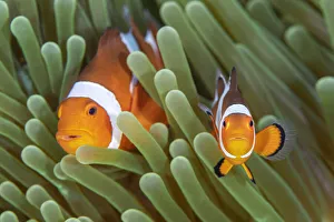 Western clown anemonefish (Amphiprion ocellaris) poses with a large Western clown anemonefish (Amphiprion ocellaris) poses with a large