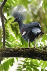 Western crowned pigeon, (Goura cristata), Aiduma Island, Triton Bay Western crowned pigeon, (Goura cristata), Aiduma Island, Triton Bay