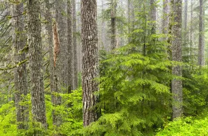 Western hemlock (Tsuga heterophylla) in Douglas-fir forest (Pseudotsuga menziesii) Western hemlock (Tsuga heterophylla) in Douglas-fir forest (Pseudotsuga menziesii)