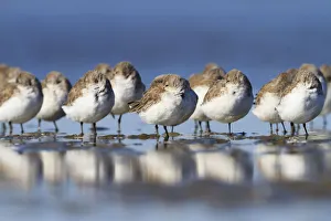 Western sandpipers (Calidris mauri) roosting on barrier island tidal flats Western sandpipers (Calidris mauri) roosting on barrier island tidal flats
