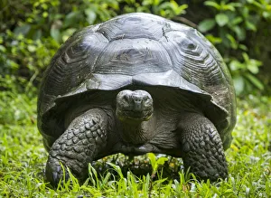 Western Santa Cruz giant tortoise (Chelonoidis porteri) portrait, Highlands, Santa Cruz Island Western Santa Cruz giant tortoise (Chelonoidis porteri) portrait, Highlands, Santa Cruz Island