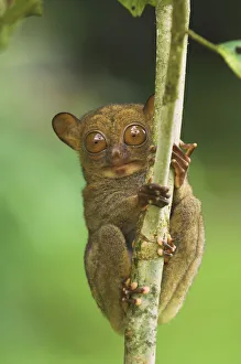 Western tarsier (Tarsius bancanus) clinging to tree, Danum Valley, Sabah, Borneo Western tarsier (Tarsius bancanus) clinging to tree, Danum Valley, Sabah, Borneo