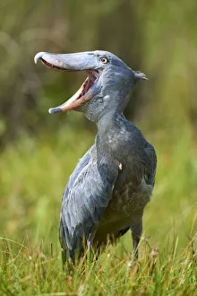 Whale headed / Shoebill (Balaeniceps rex) vocalising. Swamps of Mabamba, Lake Victoria, Uganda Whale headed / Shoebill (Balaeniceps rex) vocalising. Swamps of Mabamba, Lake Victoria, Uganda