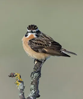 Whinchat (Saxicola rubetra), male perched, Finland, May Whinchat (Saxicola rubetra), male perched, Finland, May
