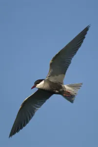 Whiskered tern (Chlidonias hybrida) in flight, Lake Skadar National Park, Montenegro Whiskered tern (Chlidonias hybrida) in flight, Lake Skadar National Park, Montenegro