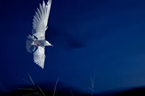 Whiskered tern (Chlidonias hybrida) in flight at night, Lake Skadar Whiskered tern (Chlidonias hybrida) in flight at night, Lake Skadar