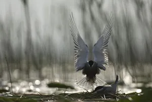 Whiskered tern (Chlidonias hybrida) landing at nest, Lake Skadar Whiskered tern (Chlidonias hybrida) landing at nest, Lake Skadar