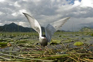 Whiskered tern (Chlidonias hybrida) on nest with two eggs, wings stretched, Lake Skadar Whiskered tern (Chlidonias hybrida) on nest with two eggs, wings stretched, Lake Skadar