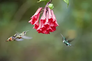 White bellied woodstar (Chaetocercus mulsant) three hovering around red flowers White bellied woodstar (Chaetocercus mulsant) three hovering around red flowers