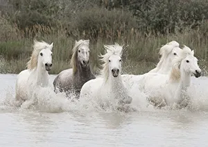 Five white Camargue horses running through the water in Southern France, Europe. May Five white Camargue horses running through the water in Southern France, Europe. May