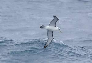 White capped albatross (Thalassarche steadi) in flight at sea. Auckland Islands (Subantarctic) White capped albatross (Thalassarche steadi) in flight at sea. Auckland Islands (Subantarctic)