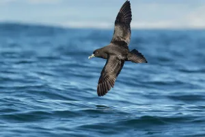 White chinned petrel (Procellaria aequinoctialis) in flight low over the water off White chinned petrel (Procellaria aequinoctialis) in flight low over the water off