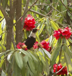 White collared blackbird (Turdus albocinctus) perched in Rhododendron (Rhododendron sp White collared blackbird (Turdus albocinctus) perched in Rhododendron (Rhododendron sp
