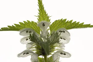 White dead nettle (Lamium album) with stamens protected from rain by overhanging upper lip White dead nettle (Lamium album) with stamens protected from rain by overhanging upper lip