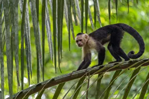 2020 october highlights/white faced capuchin cebus capucinus imitator 2020 october highlights/white faced capuchin cebus capucinus imitator