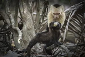 White-faced capuchin monkey (Cebus capucinus) finding insects in wood, Curu National Park White-faced capuchin monkey (Cebus capucinus) finding insects in wood, Curu National Park
