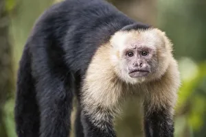 White-faced capuchin monkey (Cebus capucinus) in Tenorio Volcano National Park White-faced capuchin monkey (Cebus capucinus) in Tenorio Volcano National Park