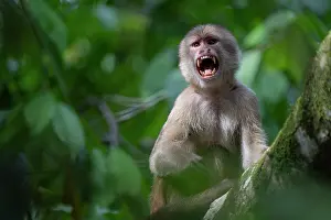 South American National Parks Prints: White-fronted capuchin (Cebus albifrons) in tree calling