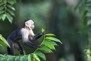 White fronted capuchin monkey (Cebus capucinus) feeding, March, Costa Rica White fronted capuchin monkey (Cebus capucinus) feeding, March, Costa Rica