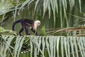 White-headed capuchin (Cebus capucinus) walking on giant palm-tree, Costa Rica White-headed capuchin (Cebus capucinus) walking on giant palm-tree, Costa Rica