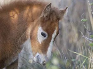 White horse of the Camargue, foal with its brown baby coat, Camargue, Southern France White horse of the Camargue, foal with its brown baby coat, Camargue, Southern France
