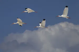 White ibis (Eudocimus albus) group of four in flight above clouds, Fort Myers Beach White ibis (Eudocimus albus) group of four in flight above clouds, Fort Myers Beach