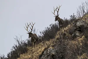 White-lipped deer (Cervus albirostris) stags in mountain landscape, Serxu County White-lipped deer (Cervus albirostris) stags in mountain landscape, Serxu County
